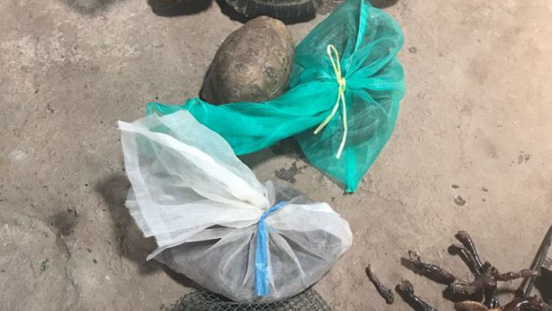 Kampong Speu authorities confiscated nearly 20 kilograms of wildlife from a home in Chech village including a King Cobra, other snakes and turtles. Photo supplied Content image - Phnom Penh Post