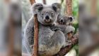 Australia warns koalas ‘endangered’ as numbers drop