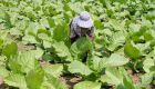 Tobacco turns over a new leaf