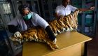 Tiger, pangolin farming in Myanmar risks ‘boosting international demand’