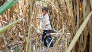 ELCs don’t reduce poverty: paper